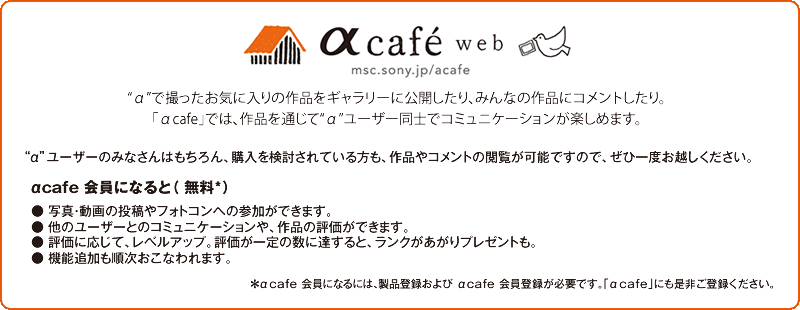 cafe web