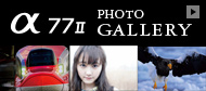 77U Photo Gallery ߂ꂽƂւ̉