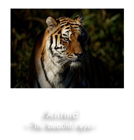 Animal ` The Beatiful eyes `