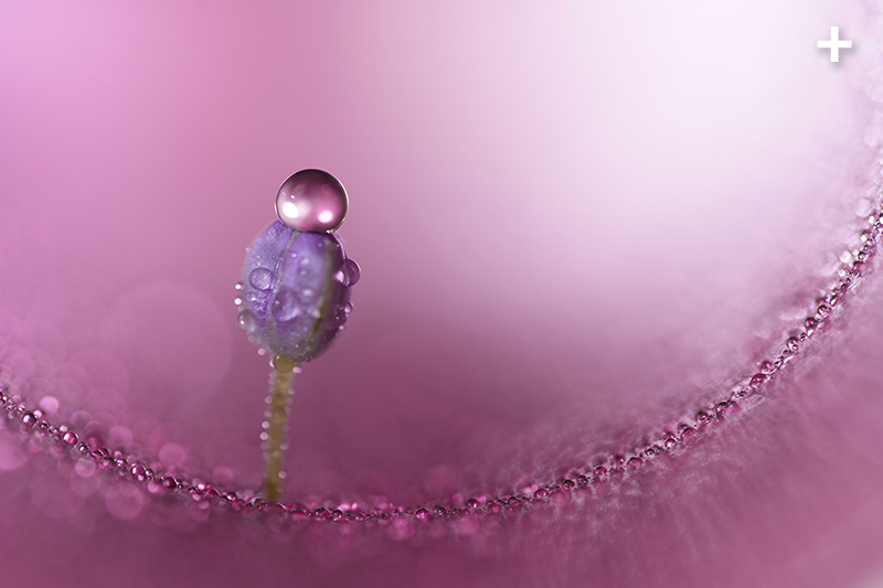 wFE 100mm F2.8 Macro GM OSSxŎBei