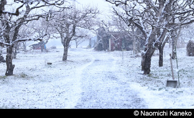 c Naomichi Kaneko