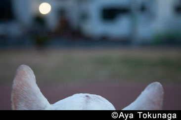 &copy; Aya Tokunaga