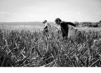 &copy; Yoshinori Nishino