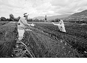 &copy; Yoshinori Nishino