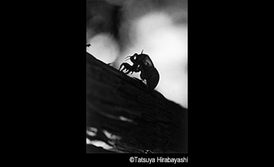 &copy; Tasuya Hirabayashi