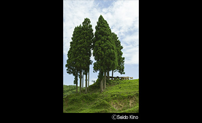 &copy; Kino Seido