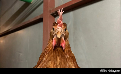 &copy; Riru Nakayama