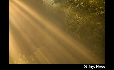 &copy;Shinya Hirose
