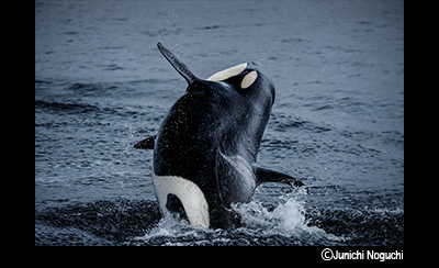 &copy;Junichi Noguchi