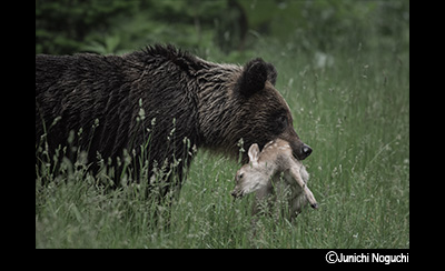 &copy;Junichi Noguchi