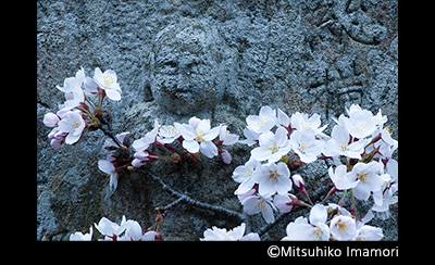 &copy;Mitsuhiko Imamori