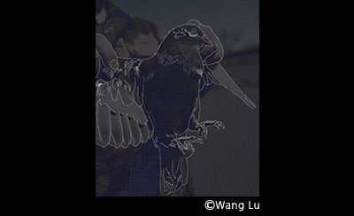 &copy; Wang Lu