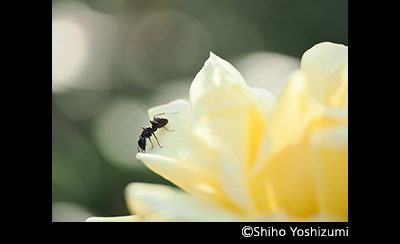 &copy; Shiho Yoshizumi