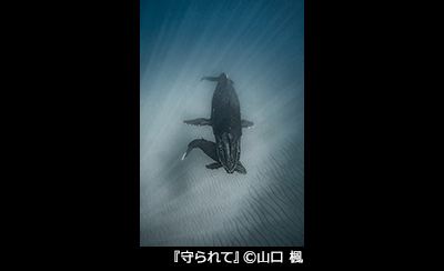 �w����āx&copy; �R�� ��