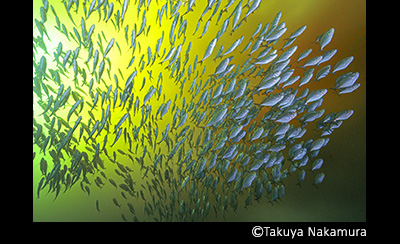 &copy; Takuya Nakamura