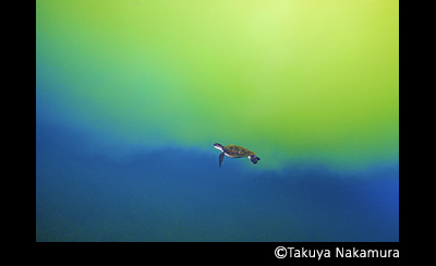 &copy; Takuya Nakamura