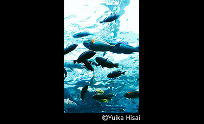 &copy; Yuika Hisai