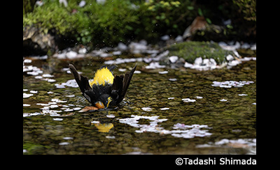 &copy; Tadashi Shimada