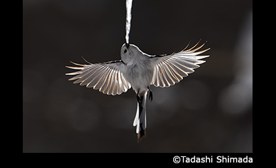 &copy; Tadashi Shimada