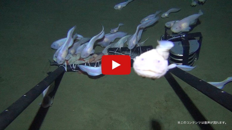 ���[�r�[�T���l�C��