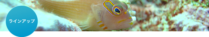 ���C���A�b�v