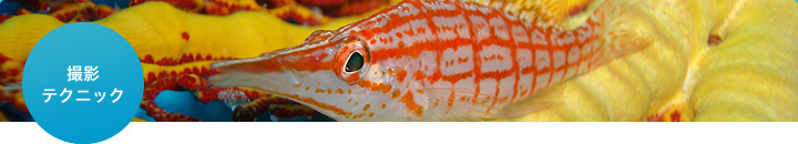 �B�e�e�N�j�b�N