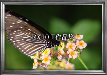 RX10II iW