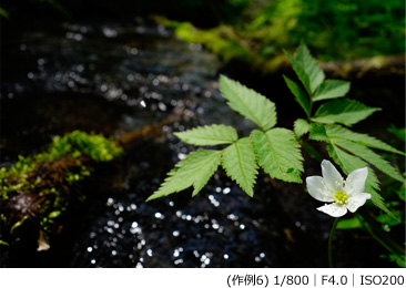 (作例6) 1/800|F4.0|ISO200