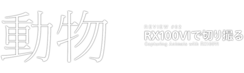 Review #1 RX100M6Ő؂B 