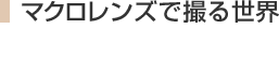 マクロレンズで撮る世界