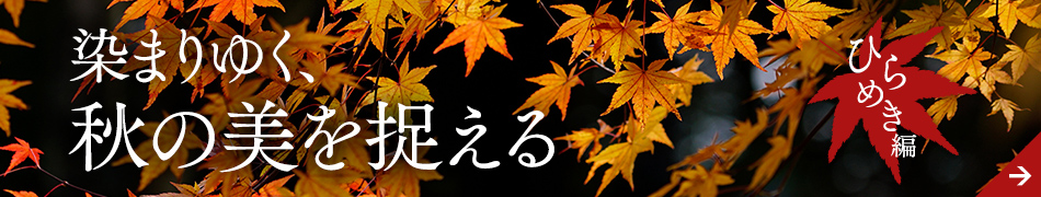 ���܂�䂭�A�H�̔��𑨂��� �Ђ�߂���