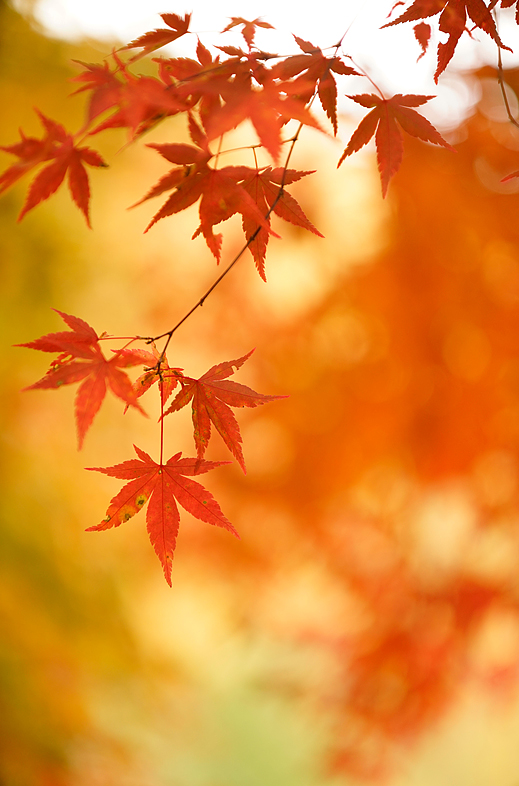 �V���b�^�[���x1/320�b�@F�l4�@ISO���x100