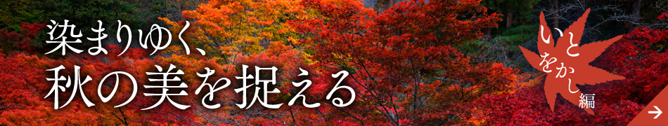 ���܂�䂭�A�H�̔��𑨂��� ���Ƃ�������