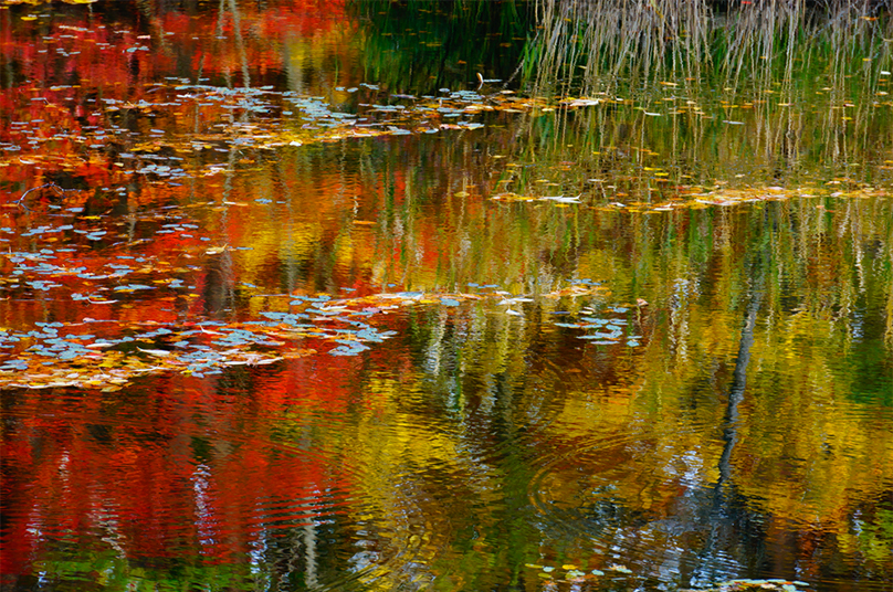 �f�荞�݂����Ŗ��G�̂悤�ɕ\��