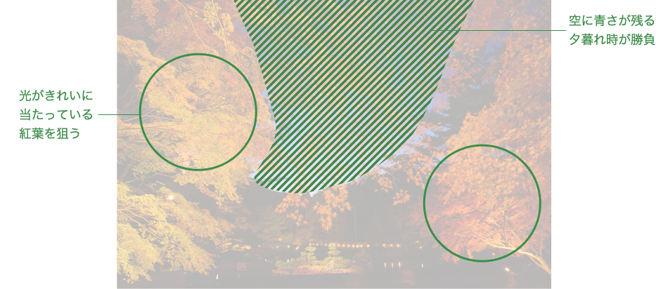 �������ꂢ�ɓ������Ă���g�t��_�� ��ɐ����c��[��ꎞ������