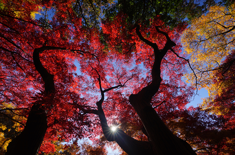 Vario-Sonnar T�� 16-35mm F2.8 ZA SSM II�@�V���b�^�[���x1/50�b�@F�l11�@ISO���x200