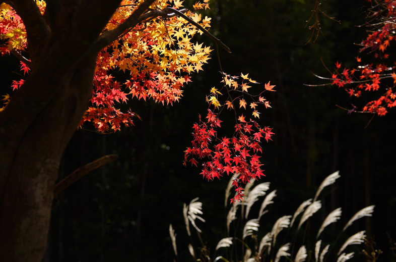 70-300mm F4.5-5.6 G SSM II�@�V���b�^�[���x1/400�b�@F�l8�@ISO���x200