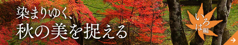 ���܂�䂭�H�̔��𑨂��� - ����͕�