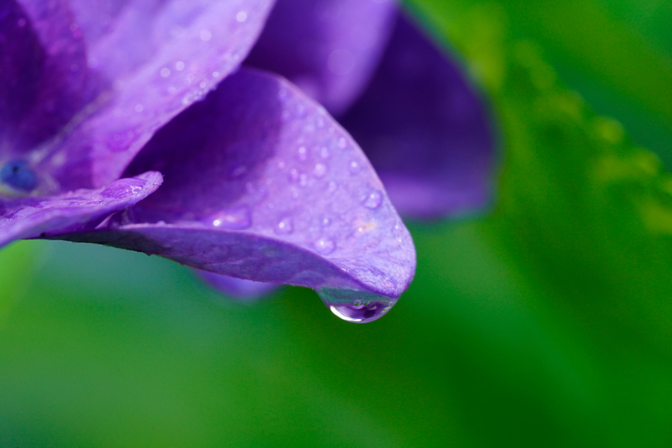 �_�C���N�g�}�j���A���t�H�[�J�X(DMF)