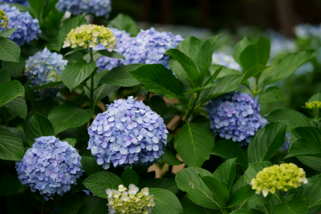 �z���C�g�o�����X