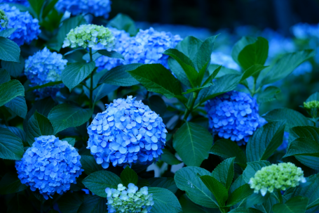 �z���C�g�o�����X