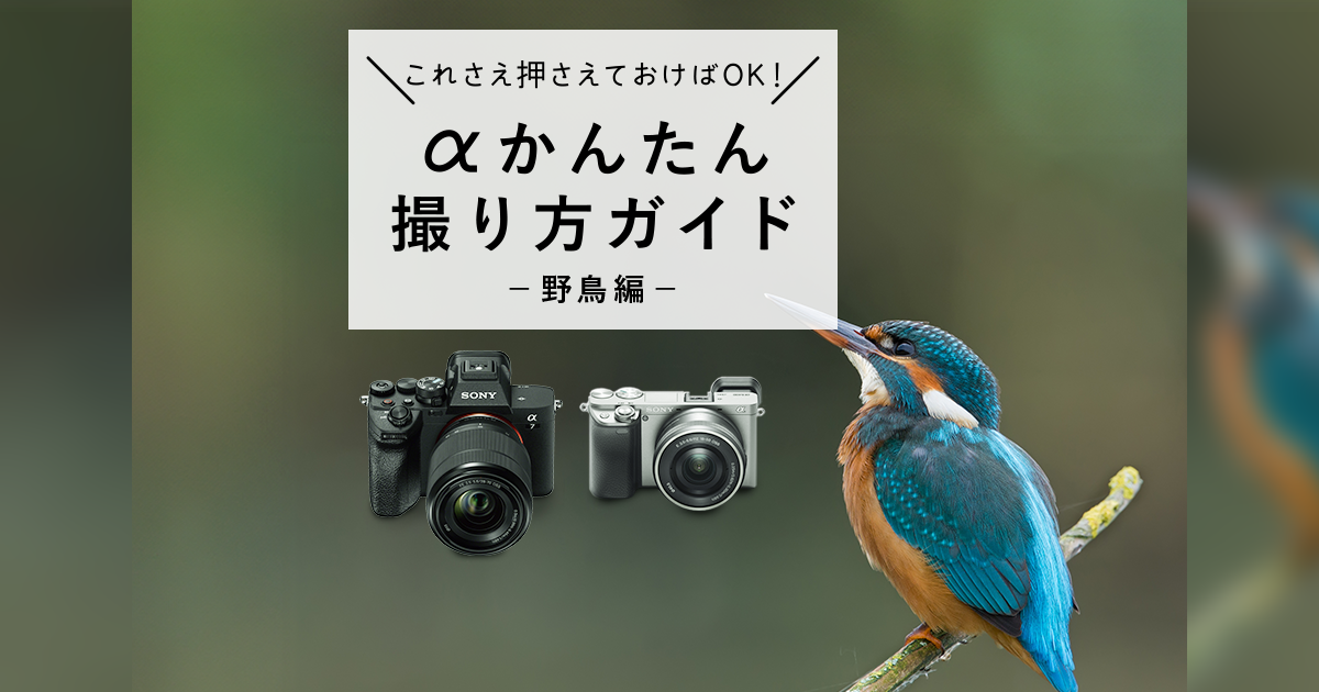 αかんたん撮り方ガイド -野鳥編-｜ソニー