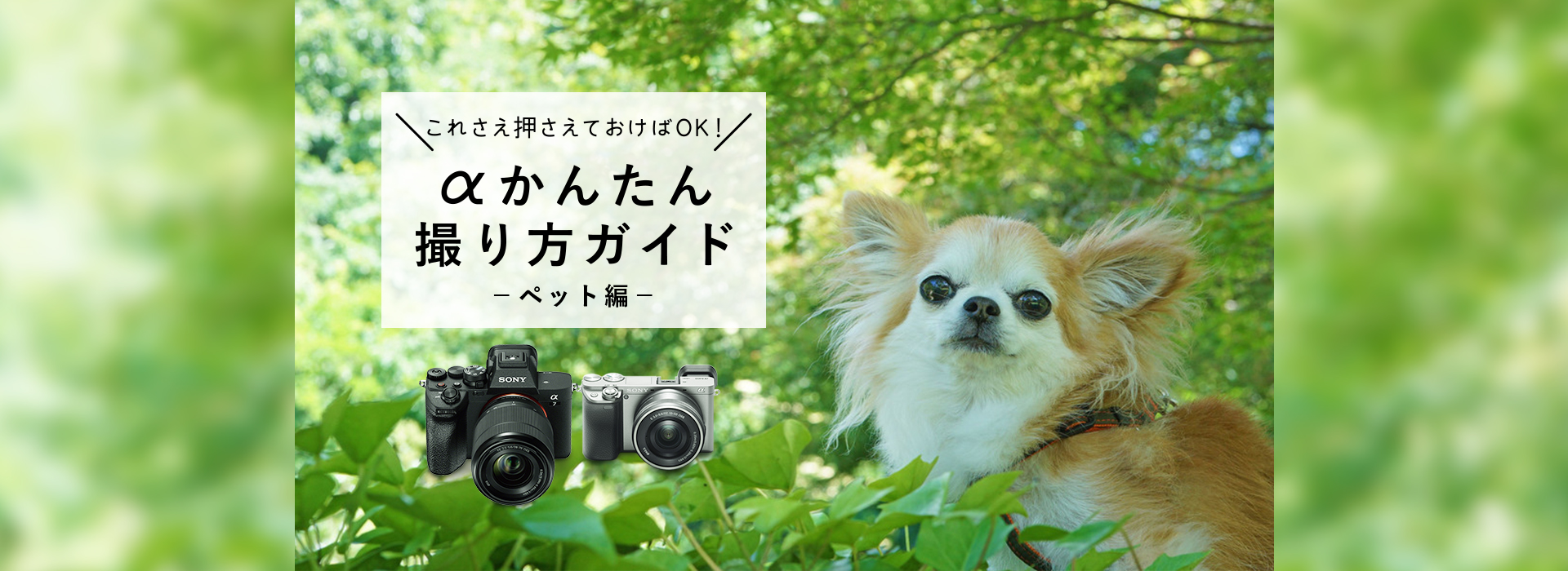 �����񂽂�B����K�C�h - �y�b�g��-