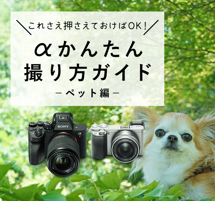 �����񂽂�B����K�C�h - �y�b�g��-