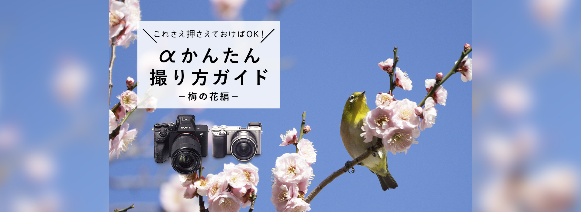 �����񂽂�B����K�C�h -�~�̉ԕ�-