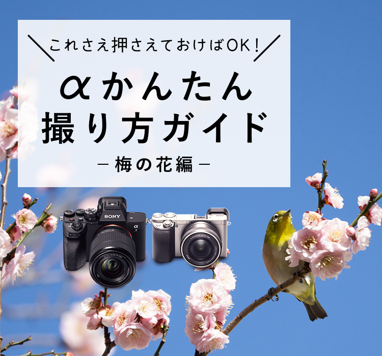 �����񂽂�B����K�C�h -�~�̉ԕ�-