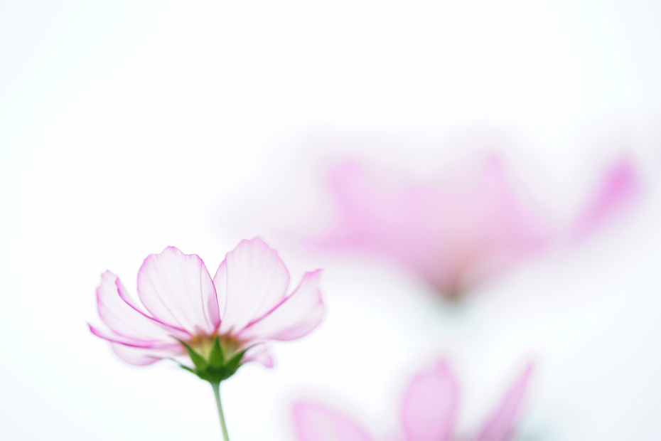 ��7R III,�@ FE 90mm F2.8 Macro G OSS,�@90mm,�@F2.8,�@1/640�b,�@ISO400