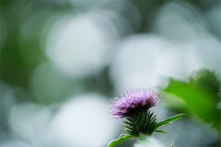 ��7R III, FE 90mm�@F2.8 Macro G OSS,�@90mm,�@F2.8,�@1/1250�b,�@ISO1600