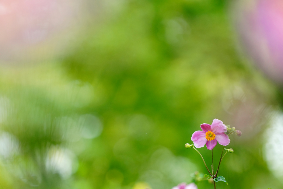 ��7R III,�@ FE 90mm F2.8 Macro G OSS,�@200mm,�@F4,�@1/640�b,�@ISO1600