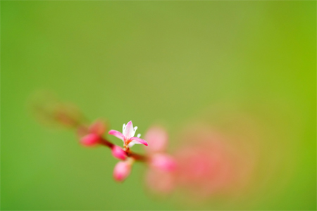 ��7R III,�@ FE 90mm F2.8 Macro G OSS,�@90mm,�@F2.8,�@1/160�b,�@ISO1600